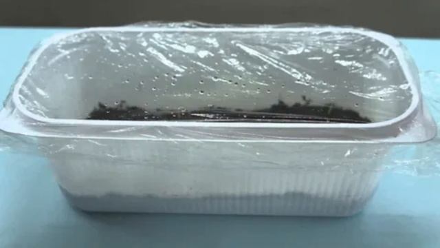 Как вырастить финиковую пальму из косточки смотреть онлайн