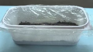 Как вырастить финиковую пальму из косточки