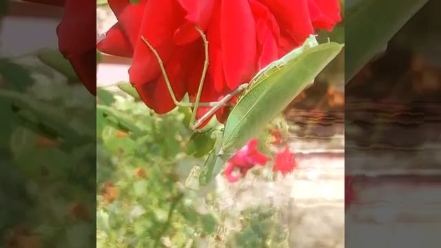 The nature of flowers and their inhabitants are a mantis (Crimeа) чудесный Богомол и нежные Цветы смотреть онлайн
