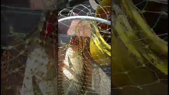 Ловля кеты на воблер 80 мм (13 гр) от Mr. Musurok