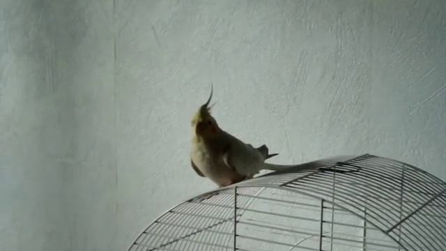 пение самочки кореллы смотреть онлайн