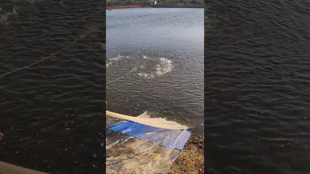 shrimp farm partial harvest with cast net (vannamei) in Gujarat, India смотреть онлайн