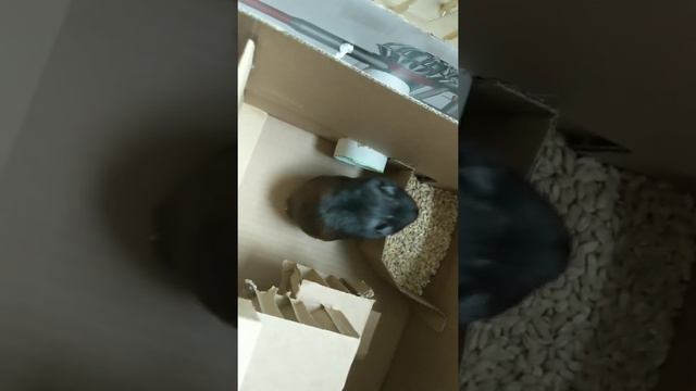 Хомяк жора смотреть онлайн