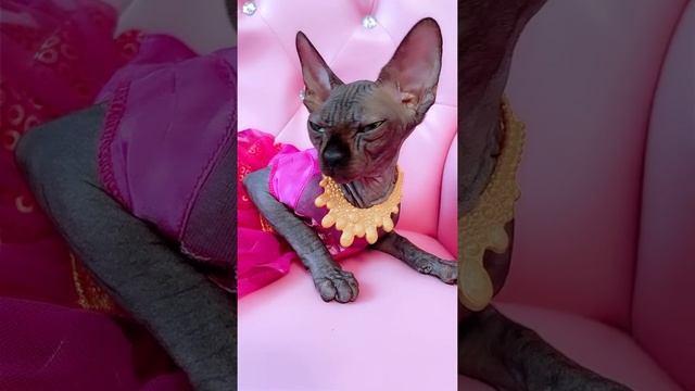 Лысая кошка Канадский Сфинкс ЭЛЬФ Elf #shorts