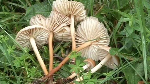 Marasmius oreades @ Conoscere i funghi 06.09.2013 смотреть онлайн