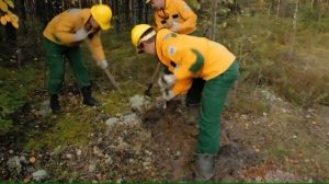 тушение лесных пожаров