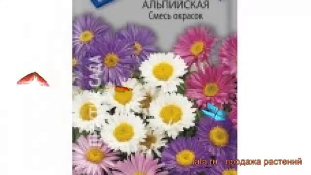 Астра альпийская Смесь окрасок (smes-okrasok) ? обзор: как сажать, семена астры Смесь окрасок смотреть онлайн