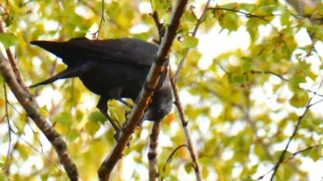 Грач, потом галка, потом снова грач на берёзах в сквере за ТЮЗом ветренным вечером 4 мая 2021. смотреть онлайн