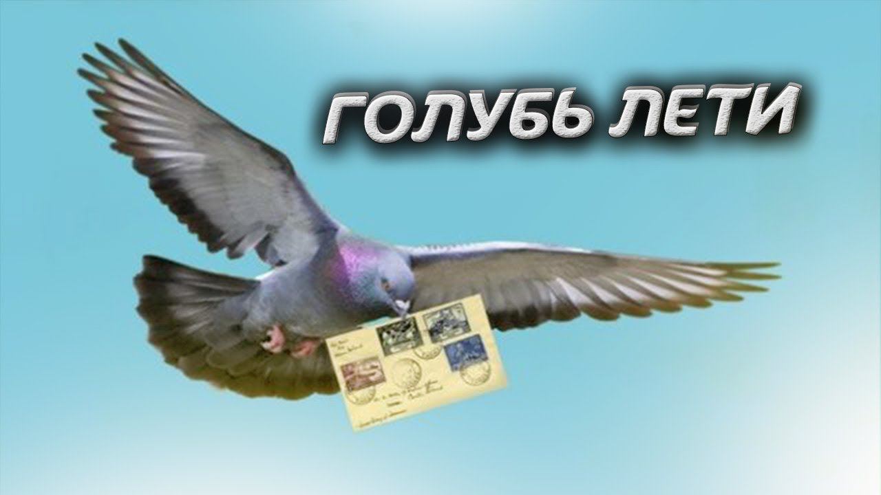Fly pigeon смотреть онлайн