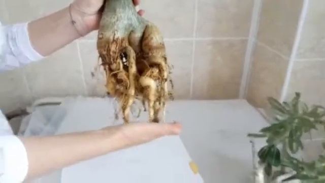 Адениум! Прощенное воскресенье! смотреть онлайн