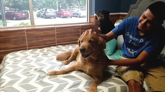 puppy palace #2 смотреть онлайн