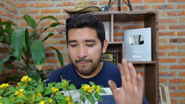 Conoces esta Planta / Cuidados de la Bacopa | Aprendiendo a Cuidar смотреть онлайн