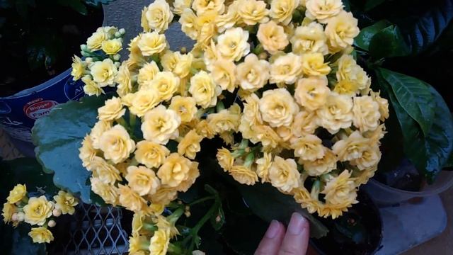 Kalanchoe Calandiva in my garden. смотреть онлайн