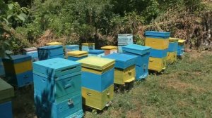 Как расставить ульи на пасеке? Что делать при маленьком участке?