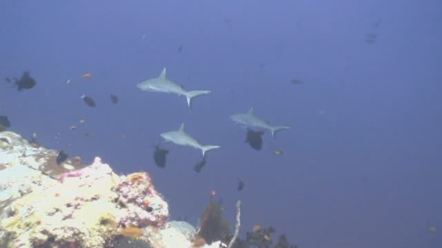 Кан тила, Северный Ари атолл, Мальдивы.  Kan Thila North Ari Atoll Maldives