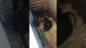 Сколько нутрии носят, зависимо от ?