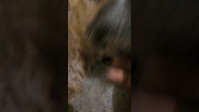 Буба всегда был у нас под присмотром в любви и ласке. смотреть онлайн