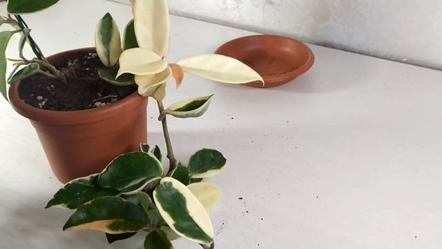 FAI DA TE E PIANTE - Tutore per piante rampicanti смотреть онлайн