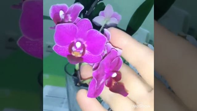 Желтеют листья у дендрафаленопсиса не знаю что делать! смотреть онлайн