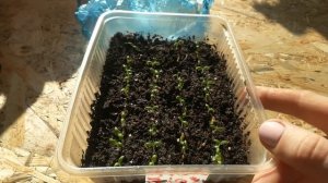 ФЛОКС ДРУММОНДА. ПОСЕВ СЕМЯН. ОБЗОР ВСХОДОВ. СЕЗОН 2019