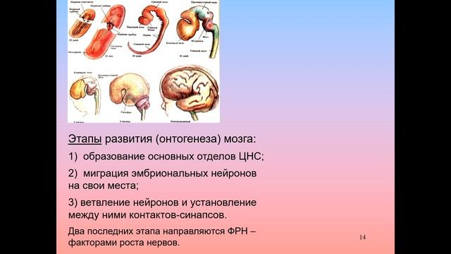 Дубынин В. А. - Мозг: как он устроен и работает - Лекция 10 смотреть онлайн