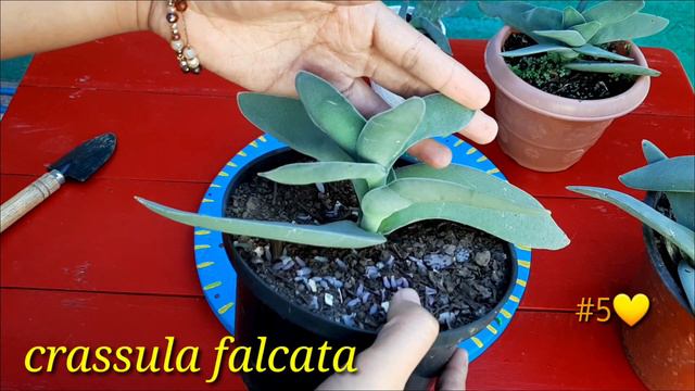 TOP 10 CRASSULAS MÁS BONITAS DE MI JARDÍN #retocrassulas