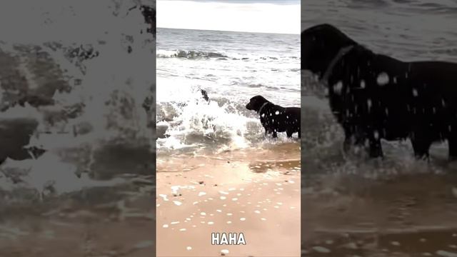 ЮМОР😂СМЕШНО ДО СЛЕЗ😂🤣😂