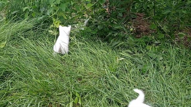 продам котенок персидский белый и турецкая ангора белый 1 5 мес смотреть онлайн