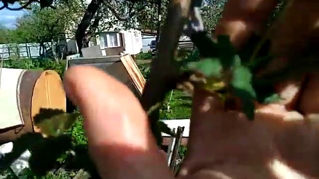 ЕЖЕВИКА ПОЛАР на 9мая 2023 . смотреть онлайн