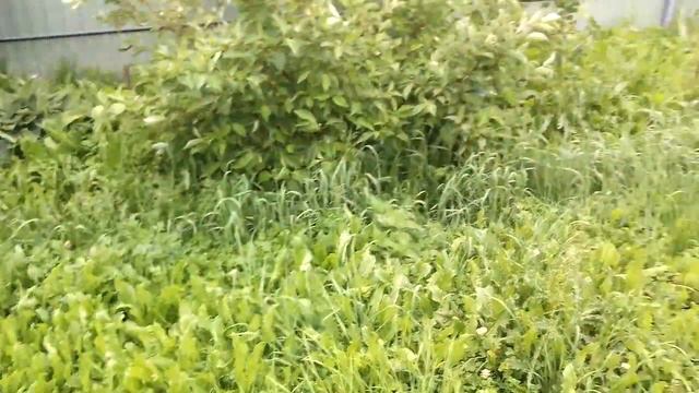 С днём Молодёжи , а моего мужа укусила змея. смотреть онлайн