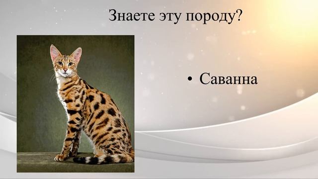 Онлайн- викторина "Всего по немножку о котах и кошках" смотреть онлайн