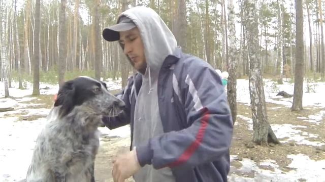 138. Как приучить собаку расчесываться Как расчесать собаку смотреть онлайн