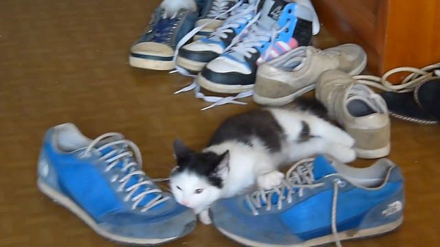 Кот играет с кроссовками (Cat playing with sneakers) смотреть онлайн
