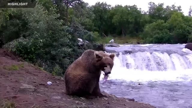 Brooks Falls Low - Katmai National Park 2022 Season Highlights смотреть онлайн