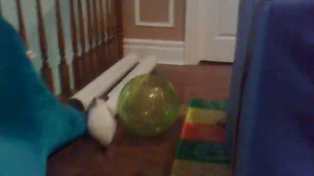 Chinchilla running around with toy смотреть онлайн