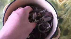 ДОБЫЧА КОРНЯ ЦИКОРИЯ! Сушка и приготовление ВКУСНОГО и ПОЛЕЗНОГО НАПИТКА!