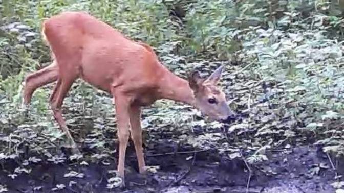 КОСУЛИ смотреть онлайн