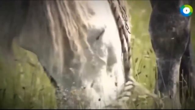 Атлантида, Лемурия, Гиперборея. Великие тайны цивилизаций