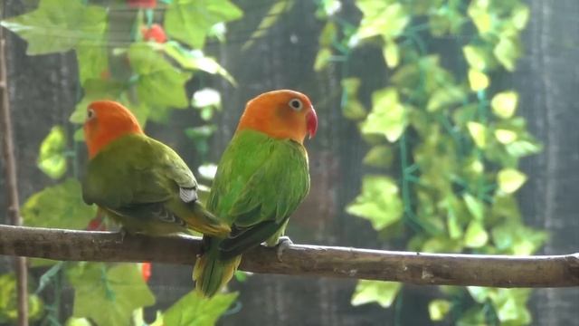 Lovebirds Chirping Sounds - Green Opaline and Dark Green Opaline - Orange-Head Duo смотреть онлайн
