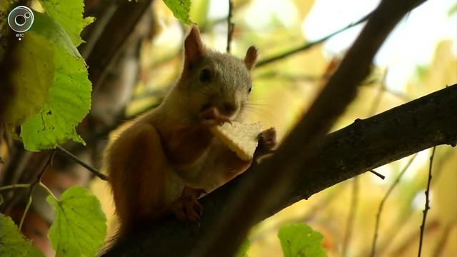 Белочки готовятся к зиме. У пушистых зверьков в Сибири началась сезонная линька смотреть онлайн