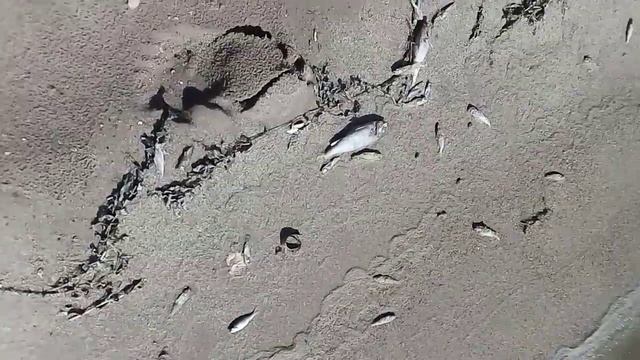 Берег Волги в районе посёлка Ягодное в Тольятти усыпан мёртвой рыбой смотреть онлайн