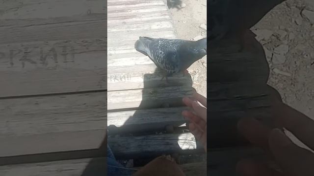 Городской голубь. смотреть онлайн