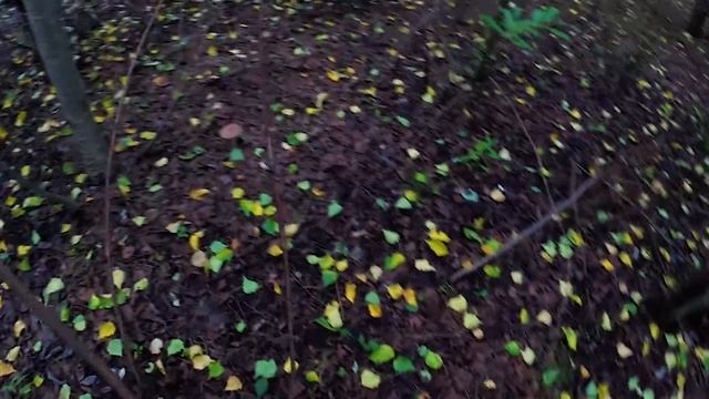 Подберезовики. Июль 2018. Костромская глубинка. смотреть онлайн