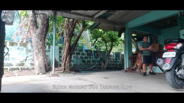 Dog Training: How to imprint recall position | Tyler 2nd Dog training session смотреть онлайн