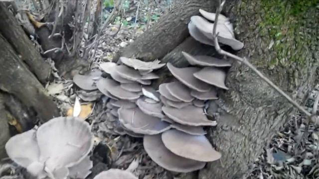 Гриби гливи(вешенки) смотреть онлайн