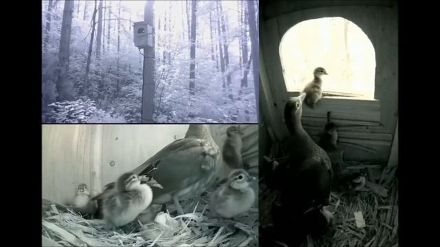 Утка мандаринка и утята покидают гнездо 22062021 Япония смотреть онлайн