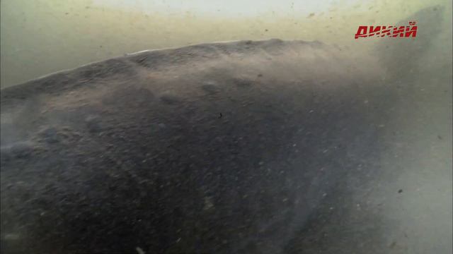 Рыба на миллиард. смотреть онлайн