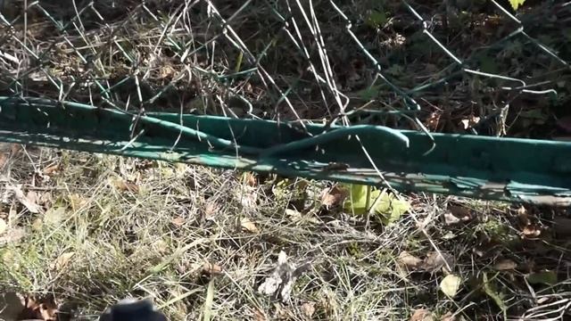 #❷|Обращение к Губернатору КО/Вольер/Спасибо_от_собачников смотреть онлайн