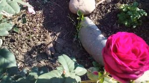 Цветение розы Иоганн Вольфганг фон Гёте