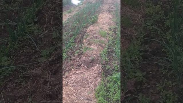 Окультуривание участка, как сделать землю плодородной. смотреть онлайн